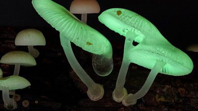 這並非電影「阿凡達」！它們是罕有的存在