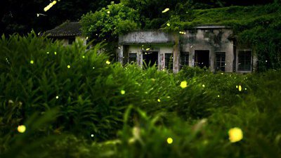 【 木子廿七休專欄】怎樣拍攝螢火蟲