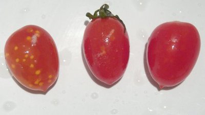 【Fillens】讚美蕃茄可減慢變壞？心念的奧秘 讓水來告訴你