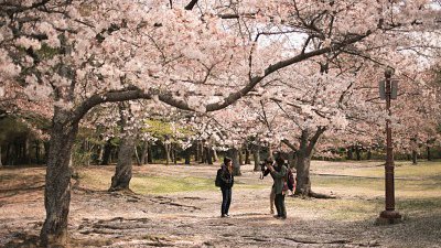 【Fillens 投稿精選】櫻花樹下的遊人們