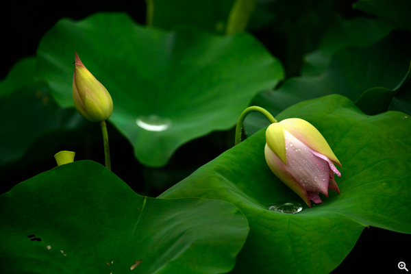 PeterPenn 特別介紹心水作品：一朵荷花聳立，而另一朵荷花則倒下 ，兩者形成有頗有意境的畫面，因而吸引他拍攝。