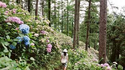 【舜舜Daddy專欄】河口湖富士山下賞花+Hea遊博物館&工房之旅