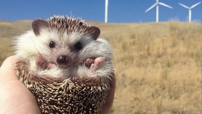 【Fillens】萌爆小刺猬遊天下 @ biddythehedgehog