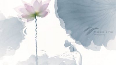 【Fever 達人】拍攝花朵：White Balance 與 High Key 的運用