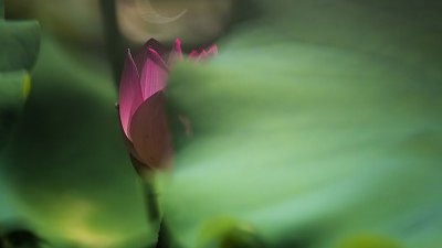 【Fillens 投稿精選】含羞面半掩
