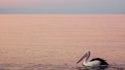 【Fillens 投稿精選】Sunset Swimmer