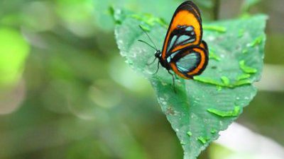 【Fever 達人】亞馬遜——YASUNI NATIONAL PARK