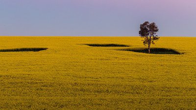 【Fillens 投稿精選】Magical Canola
