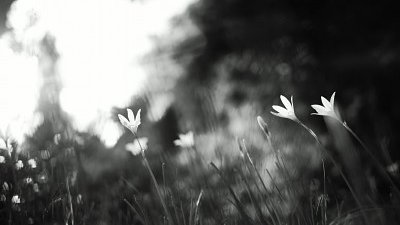 【Fillens 投稿精選】花影