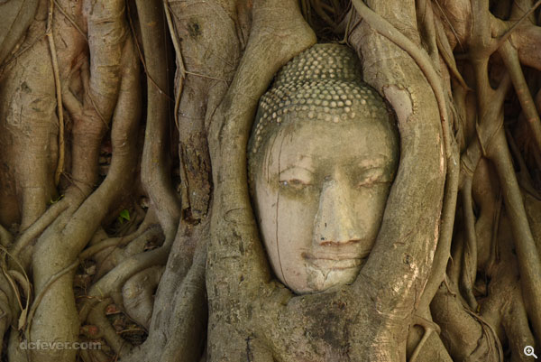 埋在樹根當中的佛教頭，可謂阿瑜陀耶古都的地標。