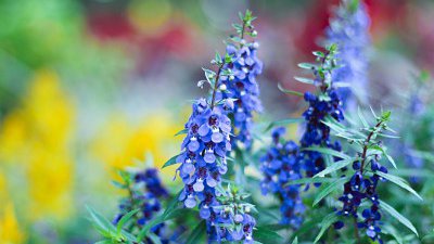 【Fillens 投稿精選】Blue.