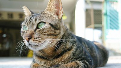 Sigma dp1 Quattro 廣角 Foveon X3 實拍、樣本照片有得睇！