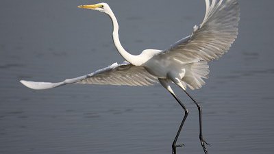 600mm 長焦影水鳥！Sigma 150-600mm f/5-6.3 | Sport 樣本照片