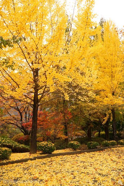 雖然 check in 之後已經來到傍晚時份，不過大家仍然直衝到附近的公園拍攝一番，直到天色全黑才告罷休。秋天的銀杏也是不錯的拍攝題材，滿地金葉帶出濃濃的秋意。