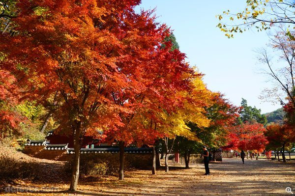 楓葉因遇上冷空氣而變色，紅、黃、綠色的樹葉色彩斑駁，形成有趣的畫面。