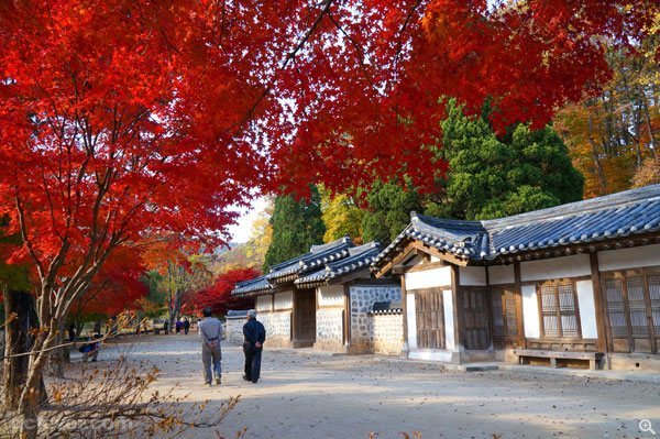 午飯過後，我們到訪世界文化遺產、朝鮮時代第六代國王端宗的墓地~莊陵，導遊細心地講解少主被流放的悲慘故事，但大家的心已經早就飛奔到紅葉之中。