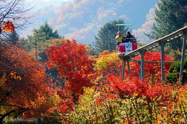 在整遍紅葉海上，坐著架空單軌腳踏車看風景，相信畫面會另有一番風味。