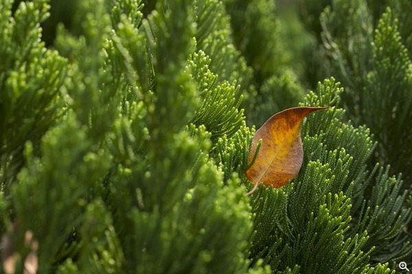 光圈：f/5．快門：1/400s．ISO：250 