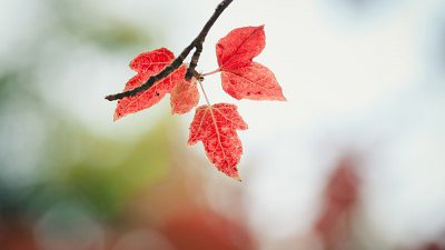 【Hudson Ng專欄】關於拍攝紅葉的前期與後期心得分享