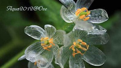 【Fillens】白色山荷葉小花，遇水變透明！