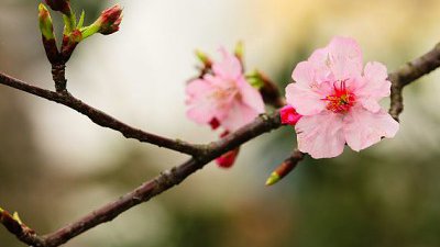 【木子廿七休專欄】香港櫻花