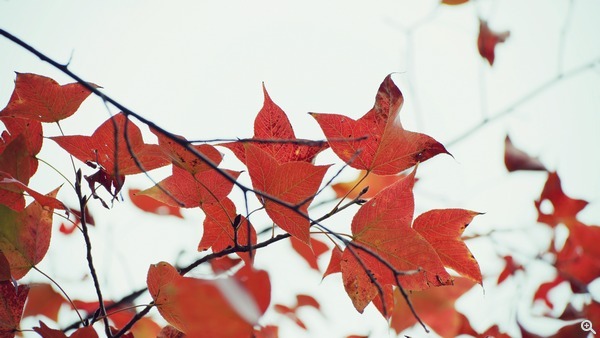 拍攝設定：150mm、ISO 100、f/4、1/250s 使用 Samsung NX1 拍攝