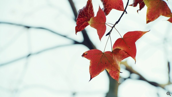 拍攝設定：150mm、ISO 100、f/5.6、1/100s 使用 Samsung NX1 拍攝