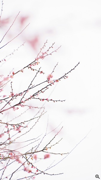 拍攝設定：150mm、ISO 200、f/3.5、1/250s 使用 Samsung NX1 拍攝