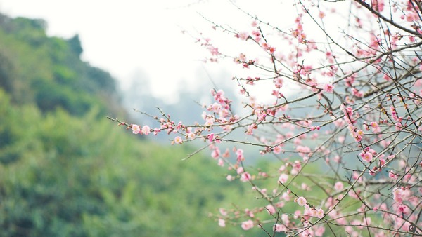 拍攝設定：73mm、ISO 200、f/4、1/1600s 使用 Samsung NX1 拍攝