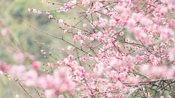拍攝設定：150mm、ISO 200、f/4、1/250s 使用 Samsung NX1 拍攝