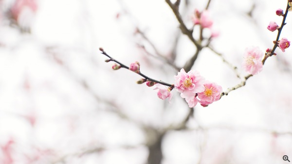拍攝設定：150mm、ISO 800、f/3.5、1/800s 使用 Samsung NX1 拍攝