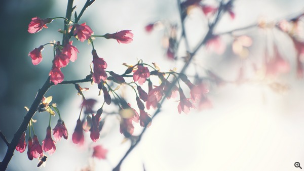 拍攝設定：150mm、ISO 100、f/4、1/3200s 使用 Samsung NX1 拍攝