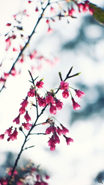 拍攝設定：78mm、ISO 100、f/2.8、1/2000s 使用 Samsung NX1 拍攝