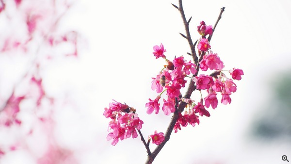 拍攝設定：150mm、ISO 200、f/4、1/640s 使用 Samsung NX1 拍攝
