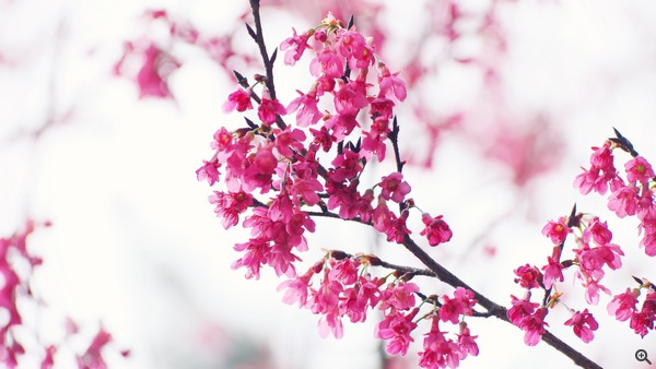 拍攝設定：150mm、ISO 200、f/4、1/800s 使用 Samsung NX1 拍攝