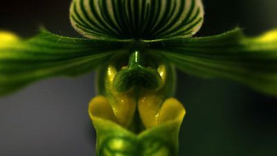 【木子廿七休專欄】15個蘭花拍攝手法你要知