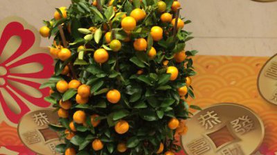 【Fillens】別將年桔年花掉落堆填區