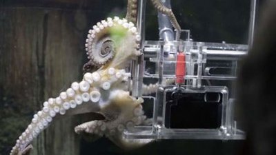 這是 Sony 力撐的八爪魚攝影師！