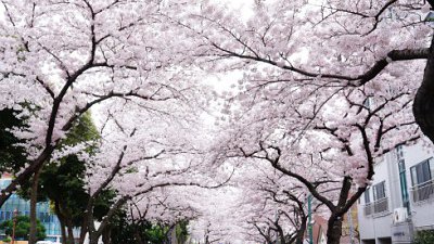 【舜舜Daddy專欄】櫻花雨、何時了...濟州釜山浪漫行(1)