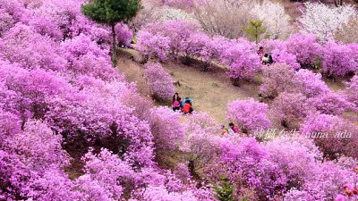 【Fever Travel】韓國京畿道富川市杜娟花海