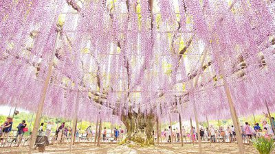 【Fever Travel】日本四季の花楽園「あしかがフラワーパーク」