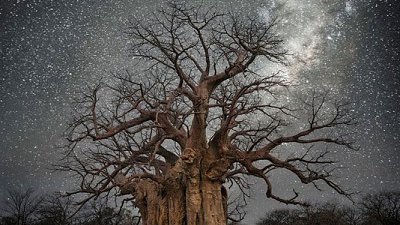 踏遍天涯：花上 14 年拍攝的千年古樹