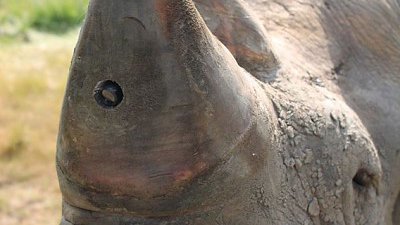 Action Cam 竟成為犀牛的自保武器！