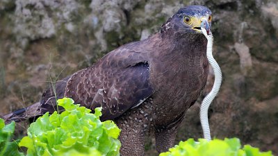 【Fever 達人】香港鳥攝 ~ 蛇鵰