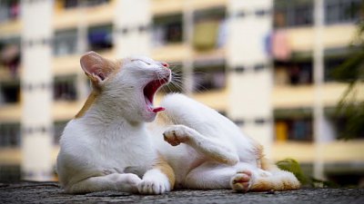 【Fever 達人】【屋邨貓】活在尋常屋邨的喵星人