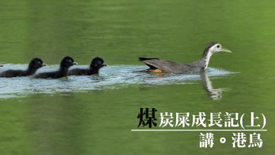 【Fever 達人】講。港鳥 - 煤炭屎成長記