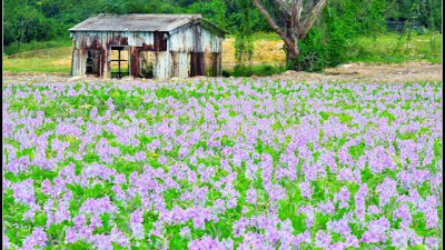【攝影好去處】錦田 鳳眼藍花海
