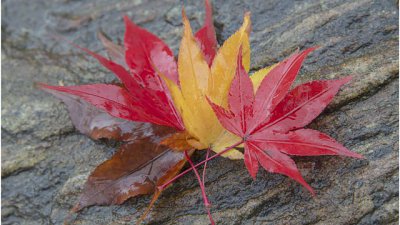 【Fever Travel】雨霧中的首爾紅葉