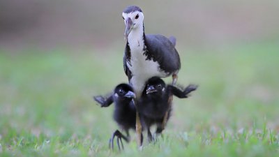 【Fever 達人】講。港鳥 - 煤炭屎成長記 -下集