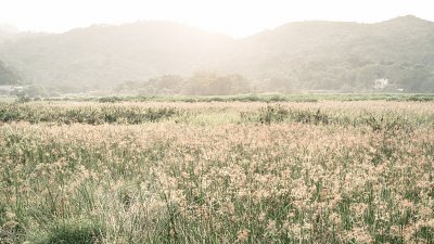 【攝影好去處】假日閒遊谷埔 一睹蘆葦海絕景